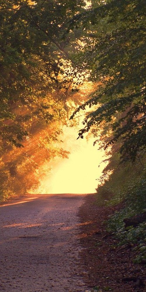 forest, path, sunset-166733.jpg